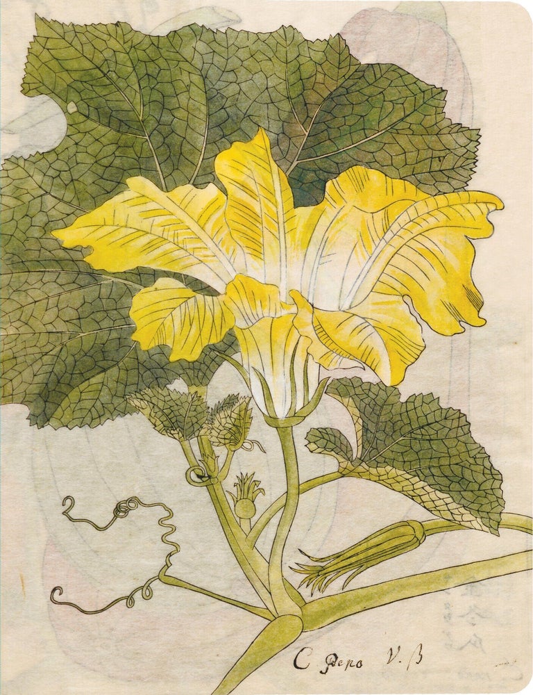 Item #9780804855792 Squash Blossom Lined Journal
